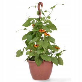    Тунбергия крилата оранжево-кафява ПРОИЗВОДИТЕЛ!