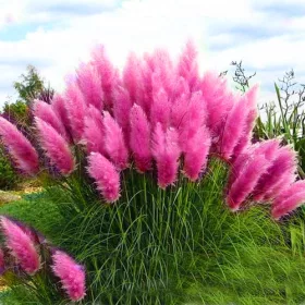    PINK PAMPASS GRASS ROSEA ~ 3-ГОДИШЕН XXL РАЗДЪК В СЪКЦИЯ C2