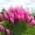  PINK PAMPASS GRASS ROSEA ~ 3-ГОДИШЕН XXL РАЗДЪК В СЪКЦИЯ C2