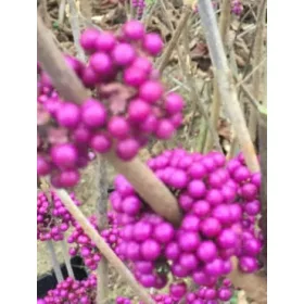  Красавицата на Bodinier's Autumn Glory