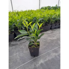    ИЗТОЧНА ЧЕРЕША ЧЕРЕША КАВКАЗИКА В СЪНША ОТ ПРУНУС ОПАКОВКА 50 БР.