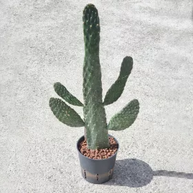    Величествен КАКТУС 60 см в хидропоника 13/12 Опунция сукулентна хидропоника