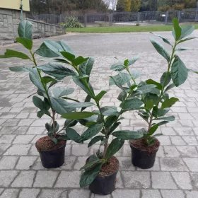    ЦВЕТЯ ИЗТОЧНА ЧЕРЕША Laurel NOVITA PRUNUS ОПАКОВКА 50 БРОЯ