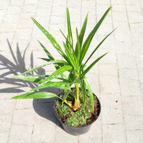    МРАЗОУСТОЙЧИВА ПАЛМА TRACHYCARPUS FORTUNEI ГОЛЯМ ПОСЯД В САКСИЯ