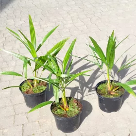    МРАЗОУСТОЙЧИВА ПАЛМА TRACHYCARPUS FORTUNEI В САКСИЯ ОПАКОВКА 5 БР.
