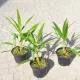 МРАЗОУСТОЙЧИВА ПАЛМА TRACHYCARPUS FORTUNEI В САКСИЯ ОПАКОВКА 5 БР.