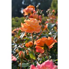  Разсад оранжева роза в бала 30см