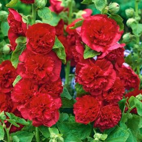    Alcea Mallow RED разсад 1БР XXL ВИСОЧИНА 24H