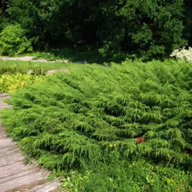    Сибирска микробиота Мразоустойчив разсад в саксия