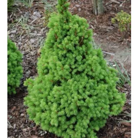  Бял смърч Conica РАСАД В САКШИЯ