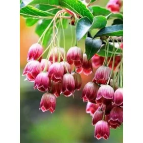    Разсад камбанка Енкиант в саксия