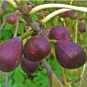    Ficus Gustissimo Peretta (Ficus carica) Голям разсад в саксия 3-4л