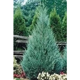  Скална хвойна Moonglow