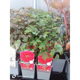    Разсад червена роза в съд 1-2 литра