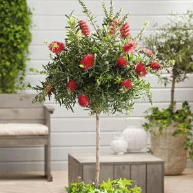  Красива лимонена топка на пънче