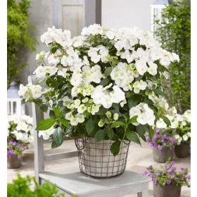    Хортензия RUNAWAY BRIDE 'Snow White' (Hydrangea hybrid) Голям разсад XL-C