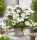  Хортензия RUNAWAY BRIDE 'Snow White' (Hydrangea hybrid) Голям разсад XL-C