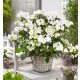  Хортензия RUNAWAY BRIDE 'Snow White' (Hydrangea hybrid) Голям разсад XL-C