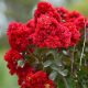  Лагерстремия ЧЕРВЕНА (Lagerstroemia indica) 3-годишен разсад XL-C5
