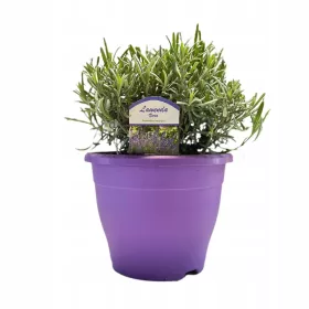    Вечнозелена лавандула PLATINUM NICO (Lavandula) HUGE SEEDINGMENT XL- C4.5