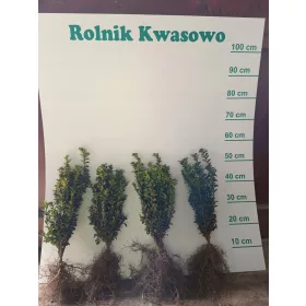  Разсад чемшир на гол корен 40-45см