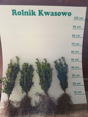  Разсад чемшир на гол корен 40-45см