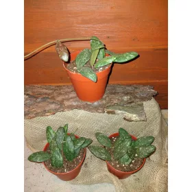  Hoja SIGILLATIS разсад в съд 0,5-1л