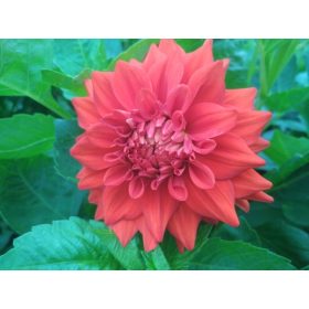    Луковици/луковици/коренища на червени далии разхлабени