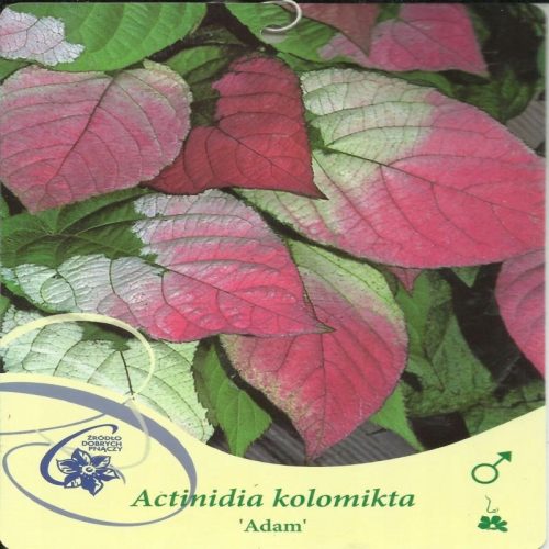  Актинидия пъстра, мини киви ADAM Actinidia kolomikta
