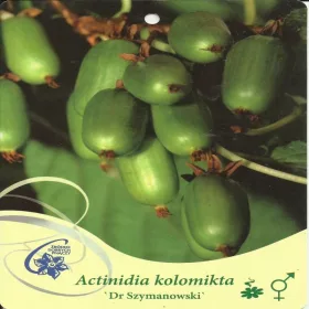    Актинидия пъстра, мини киви DR SZYMANOWSKI Actinidia kolomikta