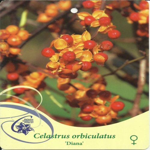  Кръглолистна задушница ДИАНА Celastrus orbiculatus