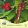  Женска шизандра с червени цветя, Schisandra rubriflora F