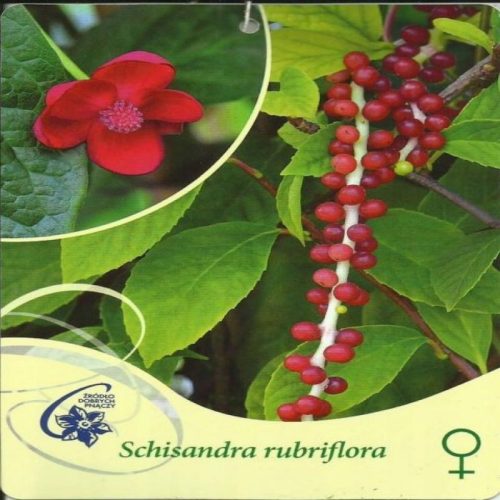  Женска шизандра с червени цветя, Schisandra rubriflora F