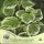  Катерлива хортензия РИСКУВАЙТЕ Hydrangea anomala