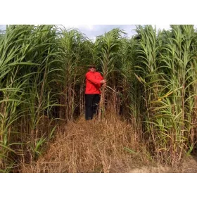    Мискантус гигантски коренови резници 100 броя, висока декоративна трева