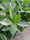  Cherry laurel Caucasica, саксия p9, вечнозелена, за красив жив плет, 90-120 см!