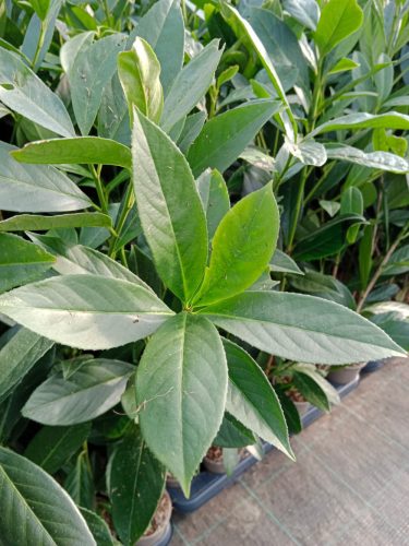  Cherry laurel Caucasica, саксия p9, вечнозелена, за красив жив плет, 90-120 см!