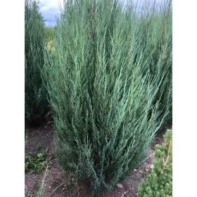    ПРОМОЦИЯ 100 Skyrocket скална хвойна 180-240