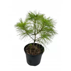    Хималайски бор PINUS GRIFFITHI в саксия 2L-C2