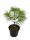  Хималайски бор PINUS GRIFFITHI в саксия 2L-C2