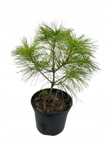  Хималайски бор PINUS GRIFFITHI в саксия 2L-C2