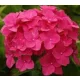  Разсад на хортензия в съд 3-5 литра 20-30см
