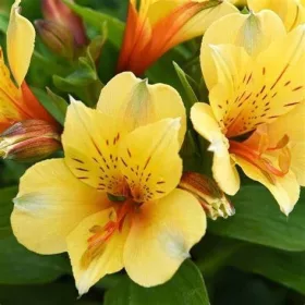    SPRING VALLEY градинска алстромерия, разсад 1л.