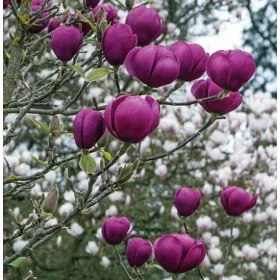    Разсад магнолии и лалета в съд 2-3л 110-130см