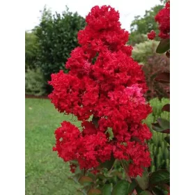    Индийска лагерстремия червен разсад БЕЗ ЮГ 40СМ