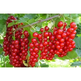    JONKHEER VAN TETS разсад касис в 1-2л съд 90-120см