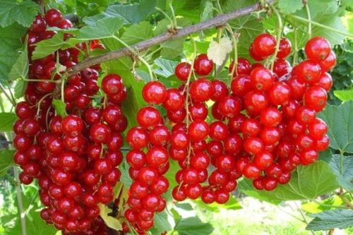  JONKHEER VAN TETS разсад касис в 1-2л съд 90-120см