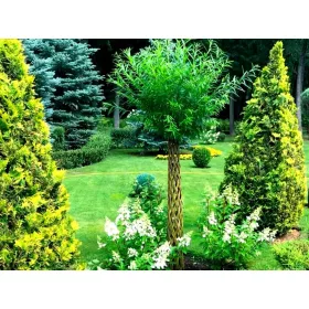    Разсад от върба в съд 3-5 литра 100-115см