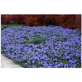    Обикновена зеленика, многогодишно, зеленика, 50 бр., медоносно