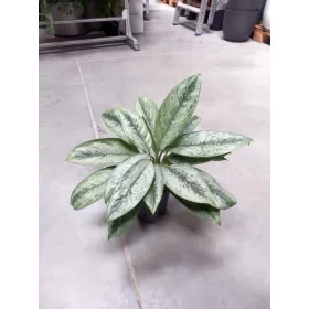    Aglaonema silver frost 45 см 15/19 в ХИДРОПОНИКА рядък сорт